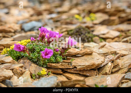 Bella delicati fiori rosa di Sassifraga (Saxifraga oppositifolia) cresce sulle pietre in alta montagna vicino fino Foto Stock