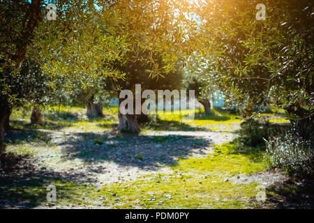 Giardino con alberi di ulivo a la calda luce del tramonto. Mediterraneo campo di oliva Foto Stock