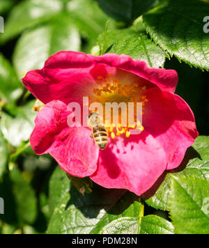 Pinke Hundsrosenbluete und Biene Fruehling im Foto Stock