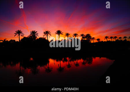 Una vista di una silhouette di palme a Phoenix, in Arizona durante il tramonto Foto Stock