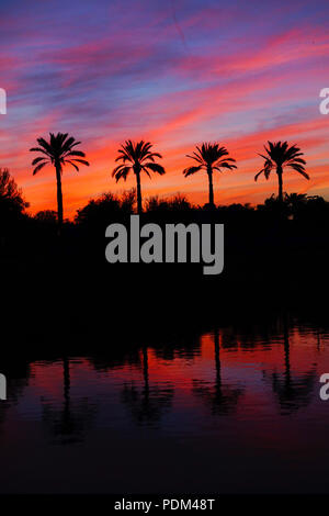 Una vista di una silhouette di palme a Phoenix, in Arizona durante il tramonto Foto Stock