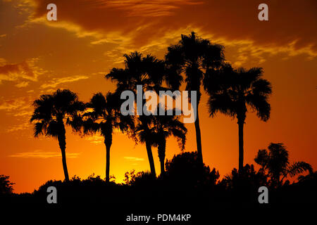 Una vista di una silhouette di palme a Phoenix, in Arizona durante il tramonto Foto Stock