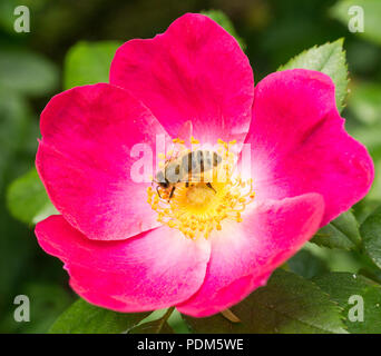 Pinke Hundsrosenbluete und Biene Fruehling im Foto Stock