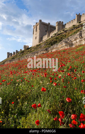 Peñafiel, Spagna: Millefiori super bloom circonda il castello Peñafiel. Campi di papaveri germogliato nella regione dopo una primavera umida si è conclusa mesi secchi di wea Foto Stock