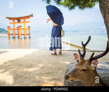 Un maschio di sika cervo (Cervus nippon) nella parte anteriore della floating gate torii al santuario di Itsukushima sull'isola di Miyajima, Prefettura di Hiroshima, Giappone. Foto Stock