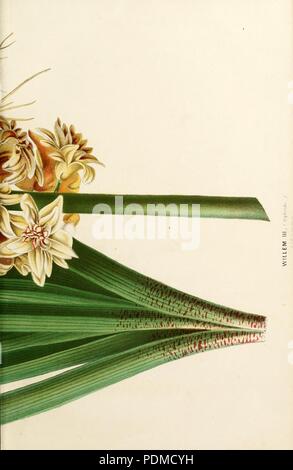 Annales d'orticoltura et de botanique, ou Flore des jardins du royaume des Pays-Bas, et Histoire des plantes cultivées les plus intéressantes des possedimenti néerlandaises aux Indes orientales en Foto Stock