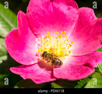 Pinke Hundsrosenbluete und Biene Fruehling im Foto Stock