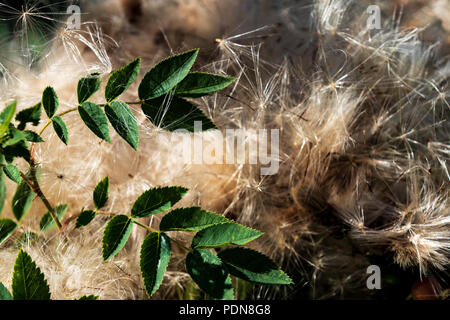Verde vivace foglie su un bianco soffice come cotone letto di materiale vegetale in primavera Foto Stock