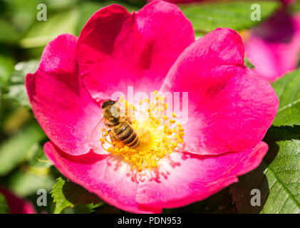 Pinke Hundsrosenbluete und Biene Fruehling im Foto Stock