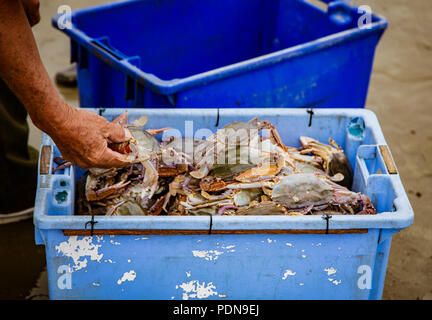 L'uomo ordina attraverso appena pescato gamberetti in una benna Foto Stock