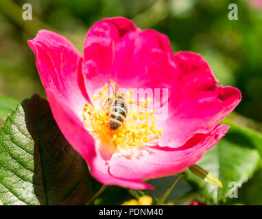 Pinke Hundsrosenbluete und Biene Fruehling im Foto Stock