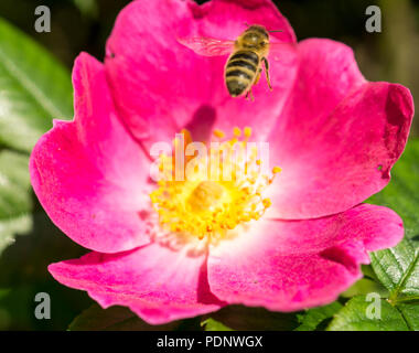 Pinke Hundsrosenbluete und Biene Fruehling im Foto Stock