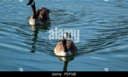 Maggiore oche canadesi, Branta canadensis maxima, Jefferson county, Colorado, Stati Uniti d'America 11 Marzo 2018 Foto Stock