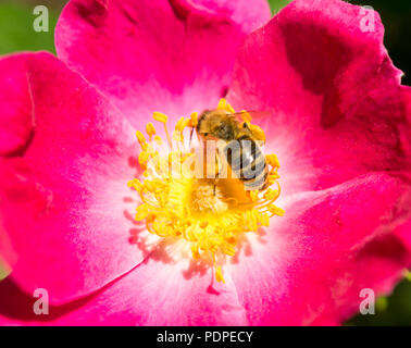 Pinke Hundsrosenbluete und Biene Fruehling im Foto Stock