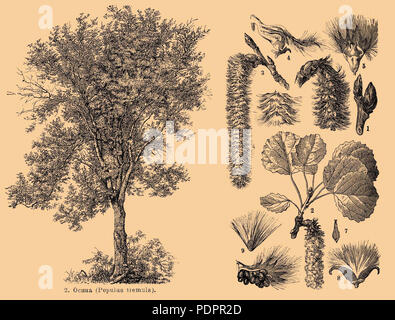 13 Brockhaus e Efron Dizionario Enciclopedico b35 186-1 ritagliato4 Foto Stock