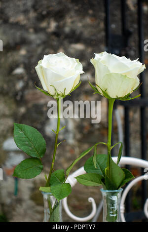 Due rose bianche con petali di colore verde su sfondo d'epoca medievale di muro di castello di età della pietra con il nero cancello di ferro Foto Stock