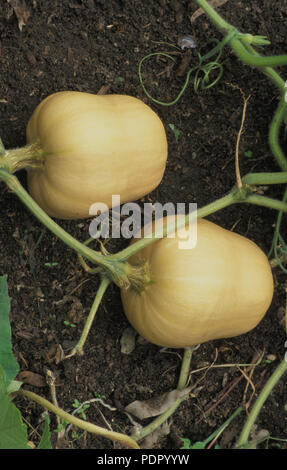 BUTTERNUT crescente di zucca (Cucurbita moschata) noto anche come la zucca. Cucurbitacee Foto Stock