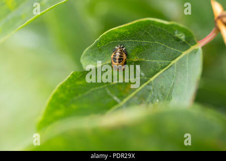 Macro harlequin ladybird pupa. Close up harmonia axyridis. Foto Stock