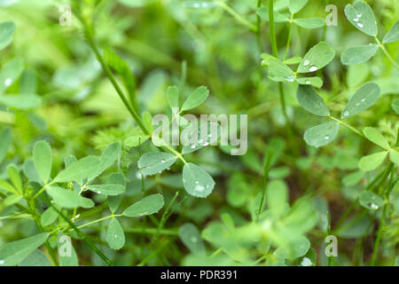 Verde foglia di trifoglio campo con gocce di rugiada sulla sfocatura dello sfondo. Foto Stock