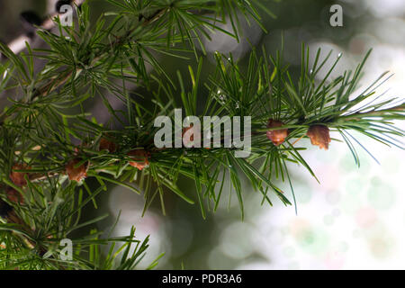 Verde rami di larice con piccoli coni. Macro di aghi di larice con fresche gocce di rugiada. Foto Stock