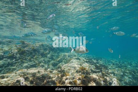 Una secca di pesci (sellati e saraghi pesce) in acqua poco profonda tra superficie di acqua e rock, mare Mediterraneo, Denia, Costa Blanca, Spagna Foto Stock