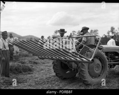 103 Queensland Archivi di Stato 1727 Dipartimento di Agricoltura di stock e di allevamento del bestiame il ramo di giorno del campo in una fattoria in alto Coomera Gold Coast Agosto 1954 Foto Stock