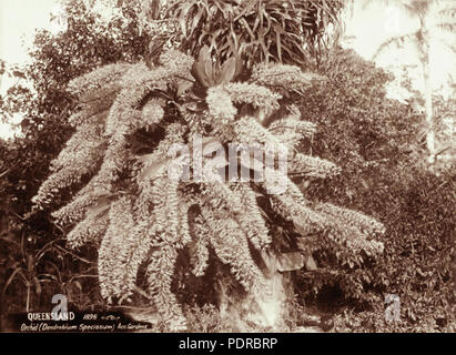 105 Queensland Archivi di Stato 2202 Re Orchid Dendrobium speciosum presso i giardini di acclimatazione 1896 Foto Stock