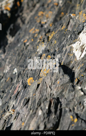 Giallo licheni crescono sulle rocce in Scozia, Dumfries and Gallowa Foto Stock