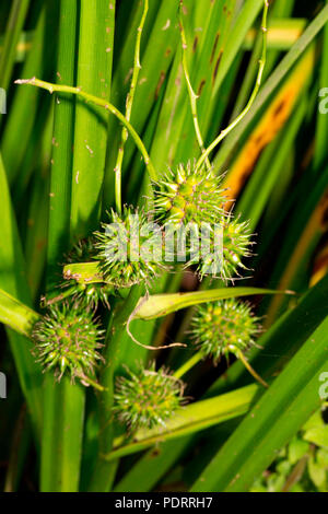 Simplestem bur-reed, Sparganium erectum Foto Stock