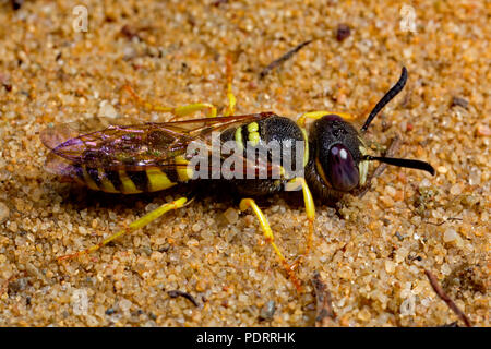 Unione beewolf, Philanthus triangulum Foto Stock