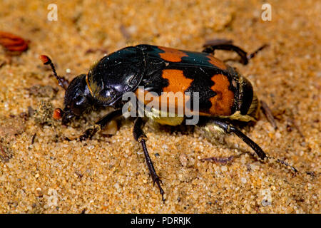 Comune coleottero di seppellimento, Nicrophorus vespillo Foto Stock