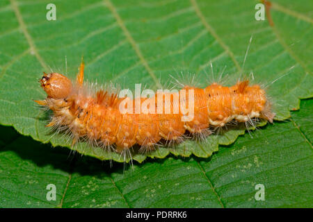 Dado albero di tussock moth, Caterpillar, Colocasia coryli Foto Stock