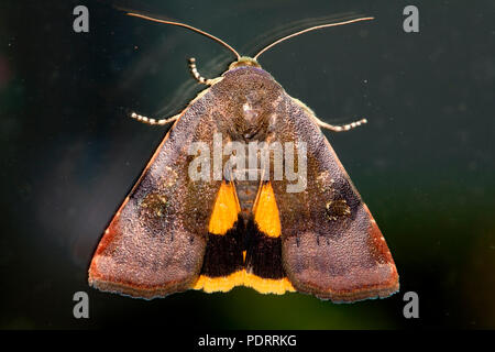 Minor ampio bordato di giallo, underwing Noctua janthe Foto Stock