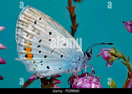 Corto-tailed blu, Cupido argiades Foto Stock