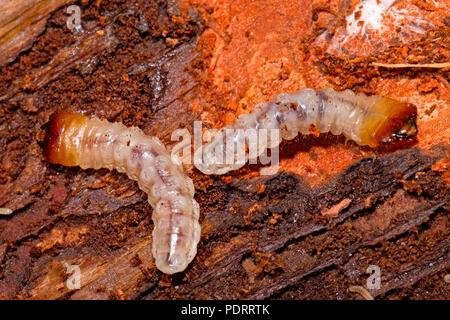 Pino nervata Borer, larve, Rhagium inquisitore Foto Stock