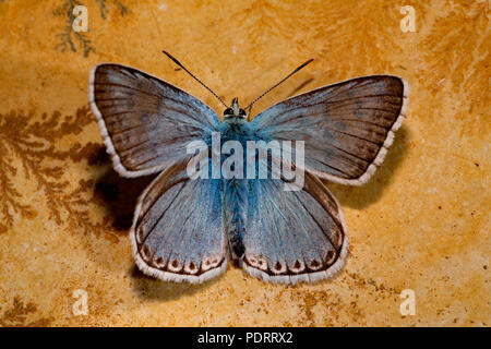 Chalkhill blu, tracce fossili, Polyommatus coridon Foto Stock