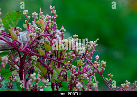 Malabarspinat, Sorte Rubra, Indischer Spinat, Basella alba Foto Stock