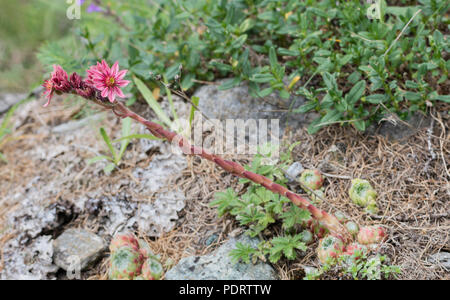 Ragnatela casa-porro, Parco naturale della Val Troncea, Piemonte, Italia Sempervivum arachnoideum Foto Stock