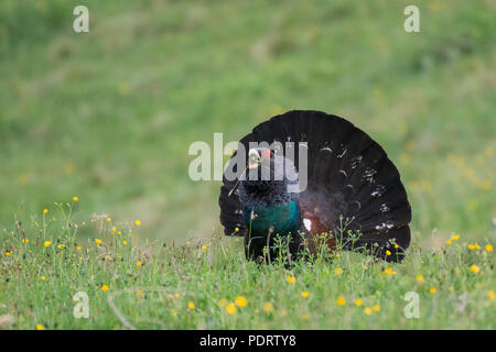 Western gallo cedrone, maschio, Austria, Tetrao urogallus Foto Stock