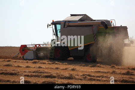 Mähdrescher bei der Weizenernte auf einem trockenen staubigen Feld Foto Stock