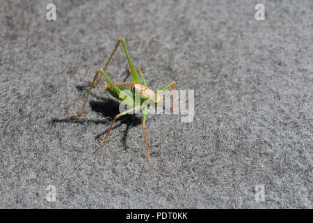 Chiazzato boccola maschio di Cricket sul tappeto durante l'estate. Foto Stock