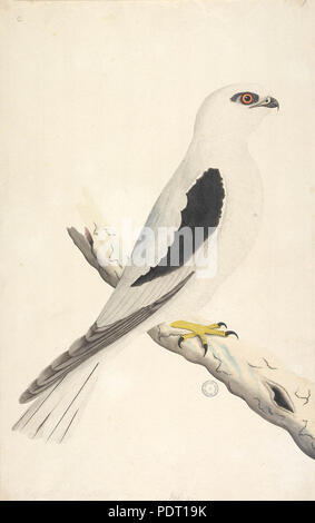 189 SLNSW 823053 f1 BlackShouldered kite Elanus axillaris Foto Stock