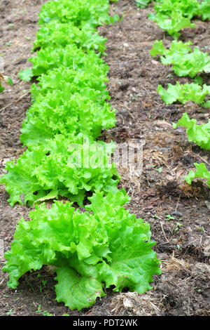 Linee di scarola piantine nel suolo Foto Stock