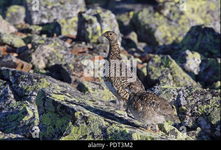 Rock ptarmigan, Lagopus muta, femmina con un pulcino Foto Stock