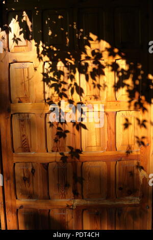 Vecchia porta di legno con le ombre di rampicanti pendenti nel tardo pomeriggio sun Foto Stock