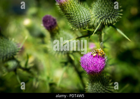 Bee autiful Foto Stock