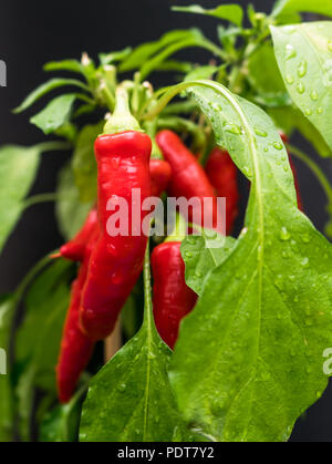 Peperoncini rossi (Capsicum annuum) sulla patch vegetale dopo una pioggia con gocce di acqua sulle foglie verdi. Foto Stock