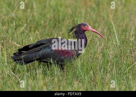 Calvo Ibis adulto (Geronticus eremita) in erba alta. Foto Stock