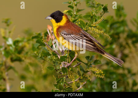 Mannetje Volwassen Zwartkopgors in broedbiotoop. Maschio adulto a testa nera Bunting in allevamento piumaggio. Foto Stock