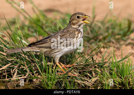 Grauwe Gors in broedbiotoop roepend. Adulto Corn Bunting (Miliaria calandra) in allevamento piumaggio chiamando. Foto Stock